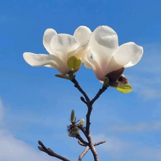 欣賞浪漫鬱金香花海