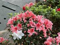 本地遊｜大埔海濱公園｜花種超多賞花必去