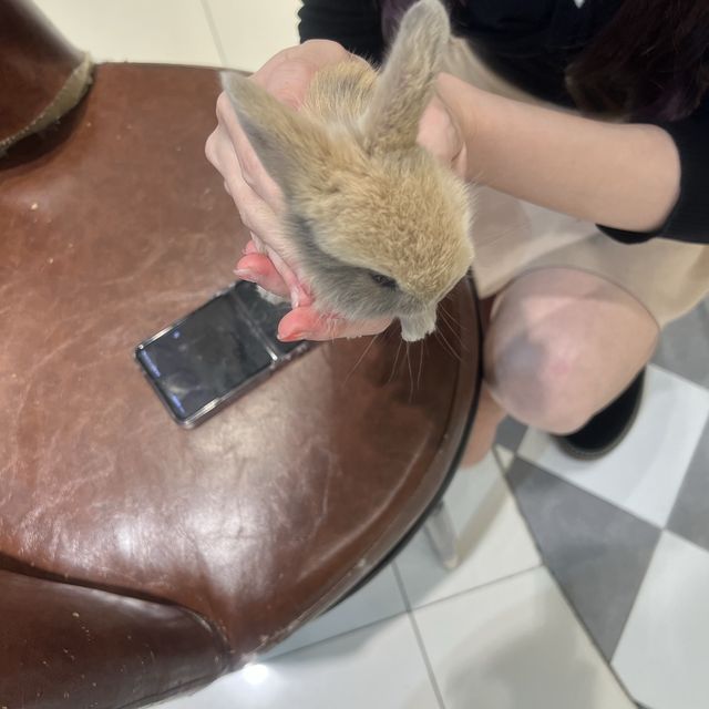 深圳可愛寵物咖❤️❤️❤️❤️