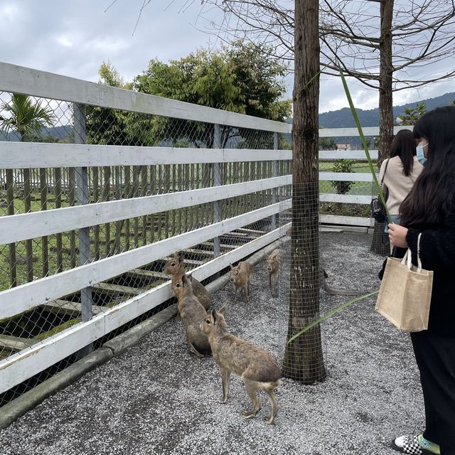 假裝在日本看鹿