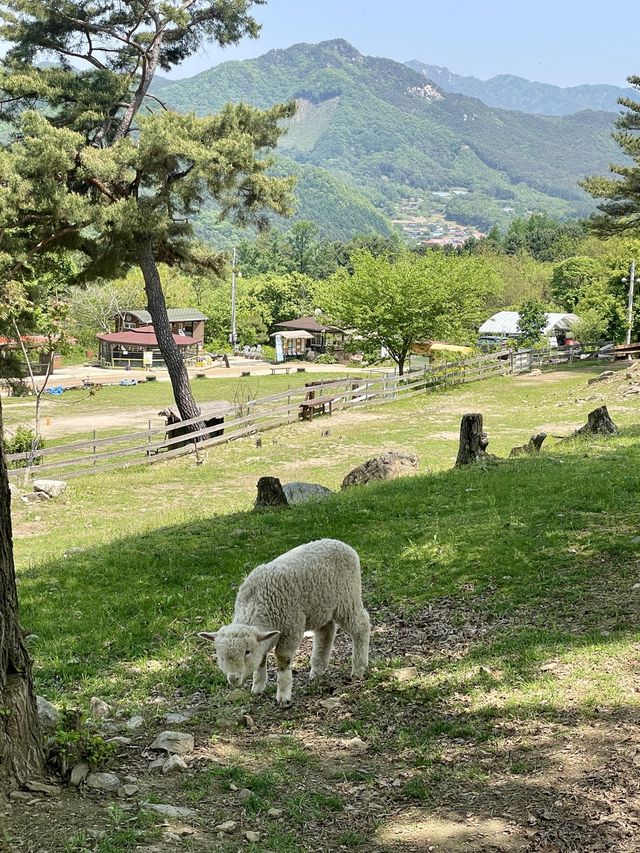 강원도 알프스는 어디? 춘천 해피초원목장🌿