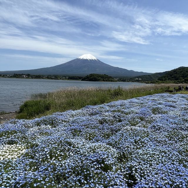 Oishi Park— A must-see scenic location