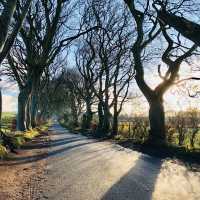 The Dark Hedges - Northern Ireland, UK