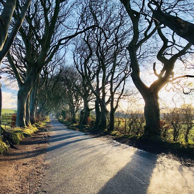 The Dark Hedges - Northern Ireland, UK