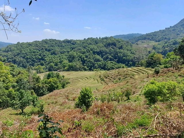 🍃 Nature Trail at Doi Inthanon Chiang Mai🚶‍♀️