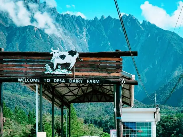 🐄 Moo Moo at Desa Dairy Farm 
