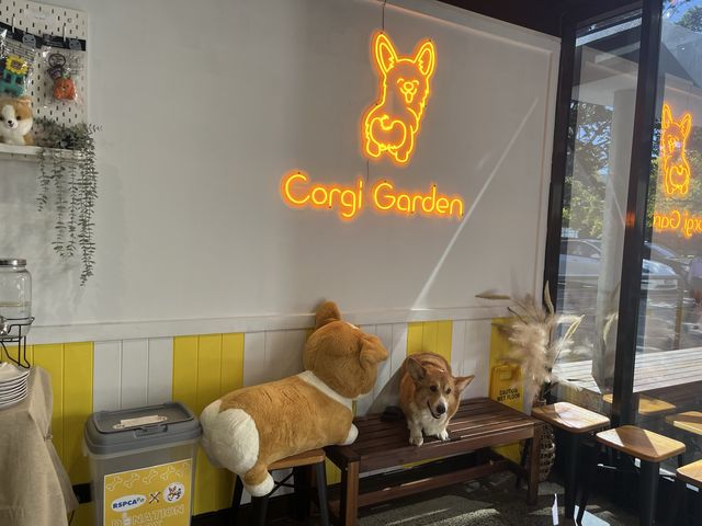 🇦🇺Brisbane | Calling all DOG LOVERS 🐾