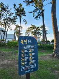 바다바람 맞으며 초록 피톤치드도 느끼는 송정공원🌲