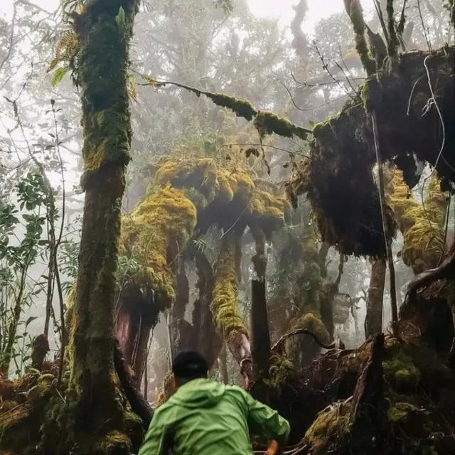 Mossy Forest..Nature preserve in Brinchang