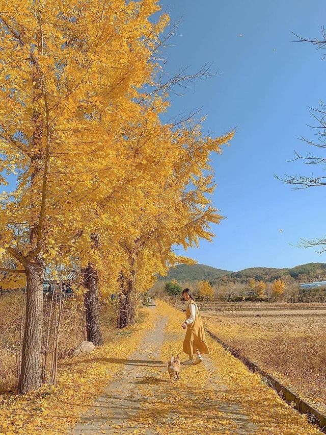 이번 주말 제일 예쁠 보령 청라 은행마을💛