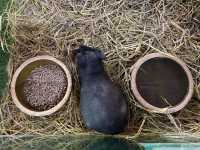 Mini Petting Zoo in Kuala Selangor 