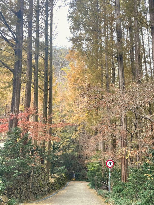 자연 포토존이 가득한 대전 여행지, 장태산 자연휴양림 🌳