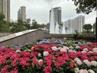 本地遊 | 天水圍 | 天水圍公園繡球花海加龍園李花