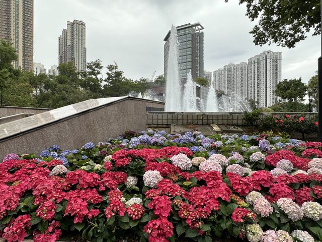 本地遊 | 天水圍 | 天水圍公園繡球花海加龍園李花
