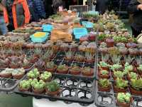 The Biggest Chinese New Year Flower Market In Hong Kong