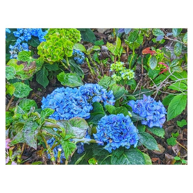 香港賞花。單車公園 