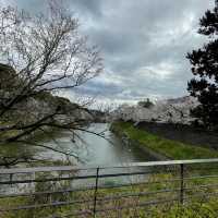 千鳥ヶ淵縁道の桜