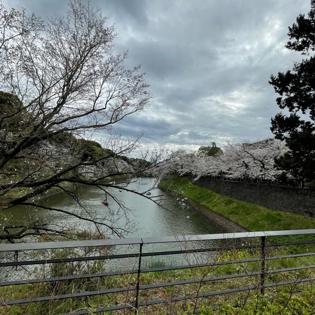 千鳥ヶ淵縁道の桜
