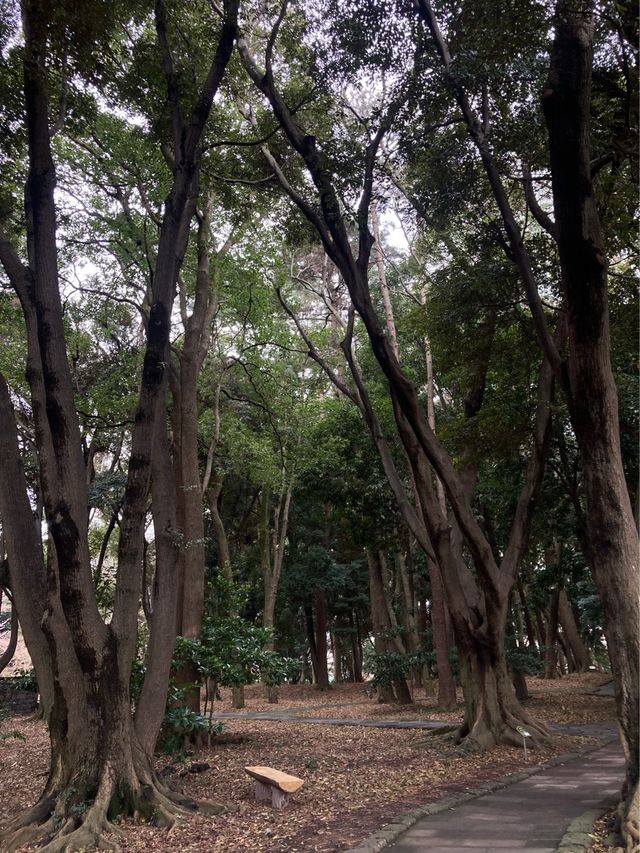 제주도 벚꽃명소