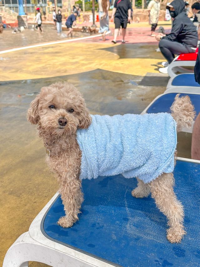 댕댕이랑 함께하는 워터파크가 있다?! 🐶