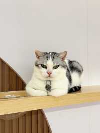 【貓貓控必去.無入場費貓Cafe🐈】