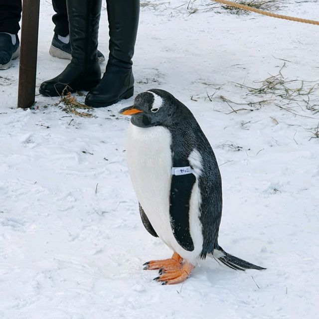 ชมความน่ารักของพาเหรดเพนกวิน ที่ Otaru Aquarium