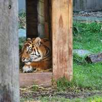 A day in taronga Zoo, starting point: back entrance.