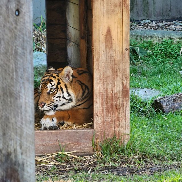 A day in taronga Zoo, starting point: back entrance.