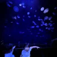 都内にある水族館！