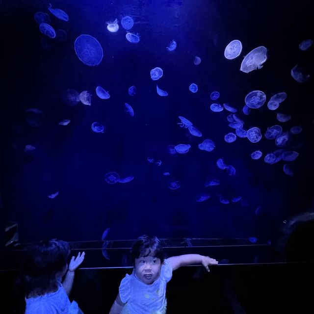 都内にある水族館！