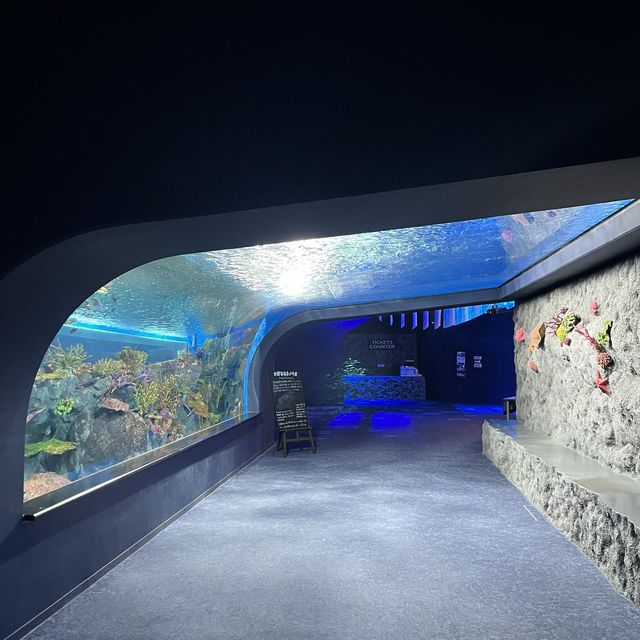 【沖縄】空間演出がすごい💕DMMかりゆし水族館