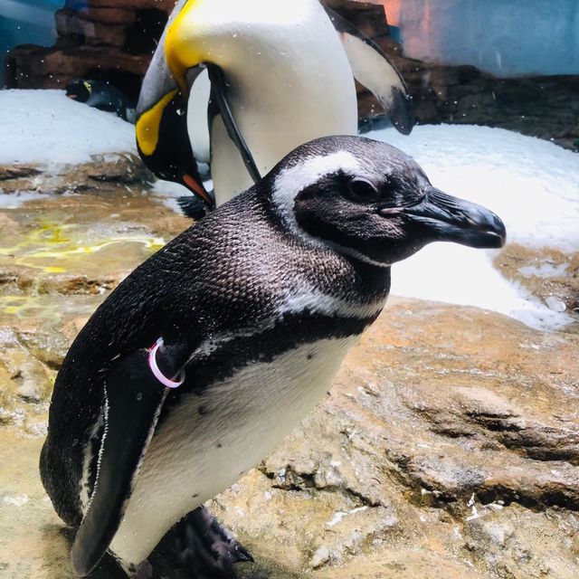 桃園｜🐧💙可愛企鵝篇📍 Xpark
