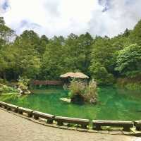 The Gorgeous Alishan Nature Reserve