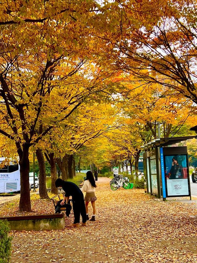 ตอนรับฤดู Autumn ที่ Seoul Forest 🍁🍂
