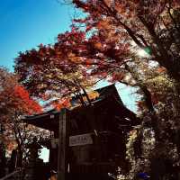 東京紅葉實況