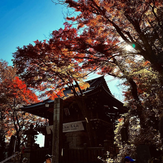 東京紅葉實況