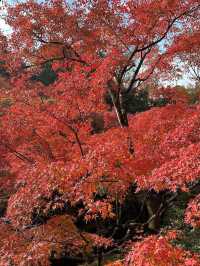 🇯🇵京都紅葉🍁東福寺🍁超美😍