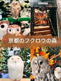 🇯🇵日本京都的貓頭鷹森林👣貓頭鷹迷一定不要錯過呀☺️