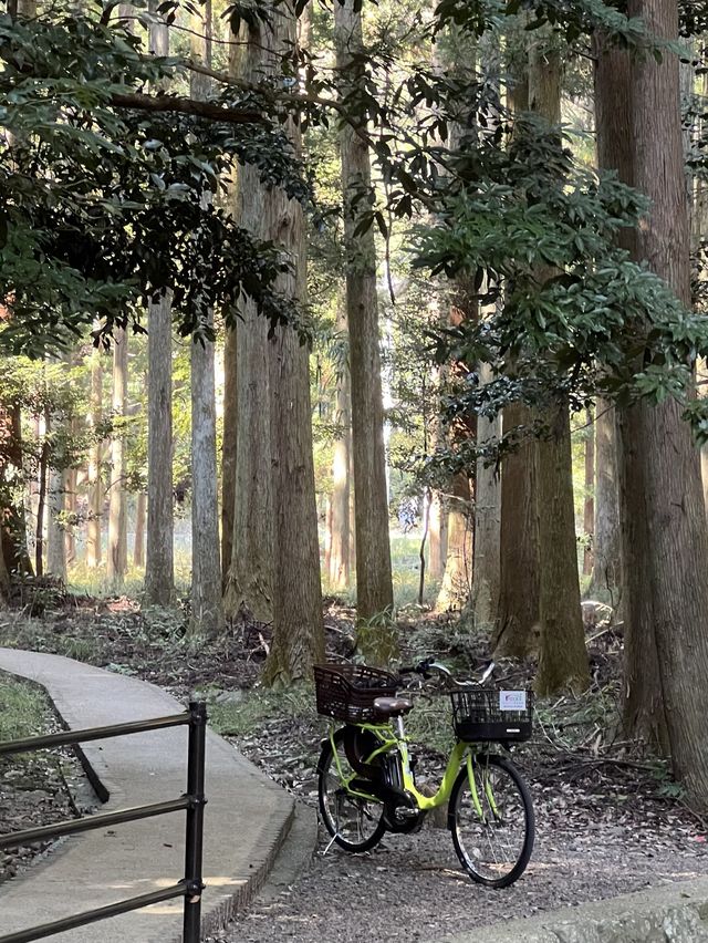 혼자 대마도 자유여행 자전거투어🚲