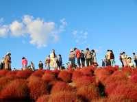 Sunset at Hitachi Seaside Park 🌅