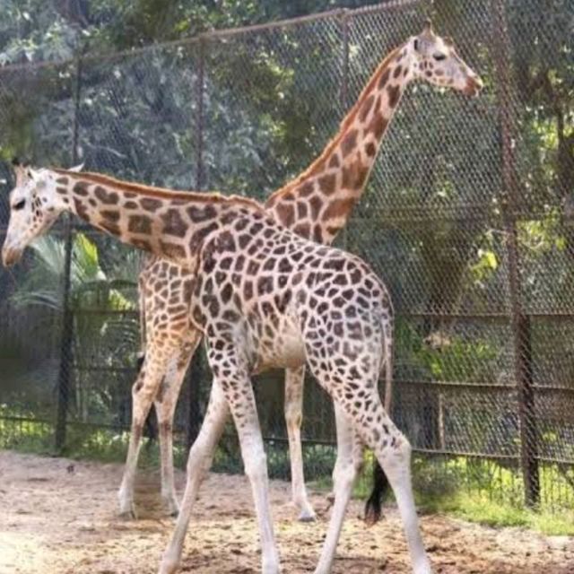 Alipore Zoo Park , Kolkata 
