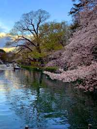 【吉祥寺】今年のお花見はボートの上でしませんか？🌸🍡🚣‍♂️【東京】