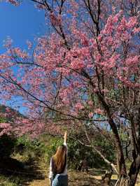 🌸 ซากุระ เมืองไทย 🌸 