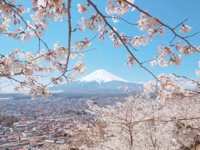 山梨県　新倉山 浅間公園 の桜