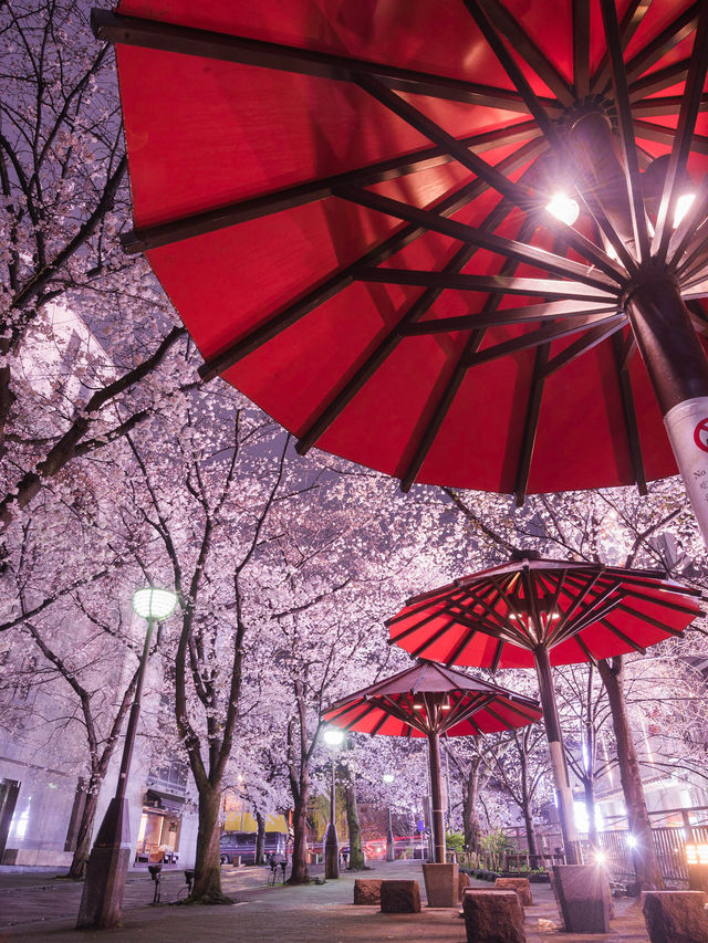 【桜といえば京都！✨】京都で見て欲しい桜スポット紹介！🌸 