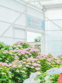 🌼제주는 지금 유채꽃이 아름답게 흩날리는 중 [제주, 휴애리자연생활공원]🌿
