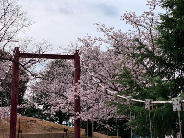 ชมดอกซากุระ ที่สวนสาธารณะเมืองชิริว ไอจิ🌸