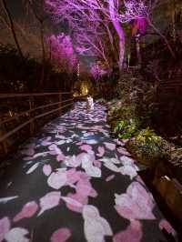 【春に見れる光のアート！🎨】桜の花びらが舞い散る演出が綺麗すぎる！🌸✨