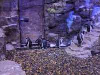 Dubai Aquarium
