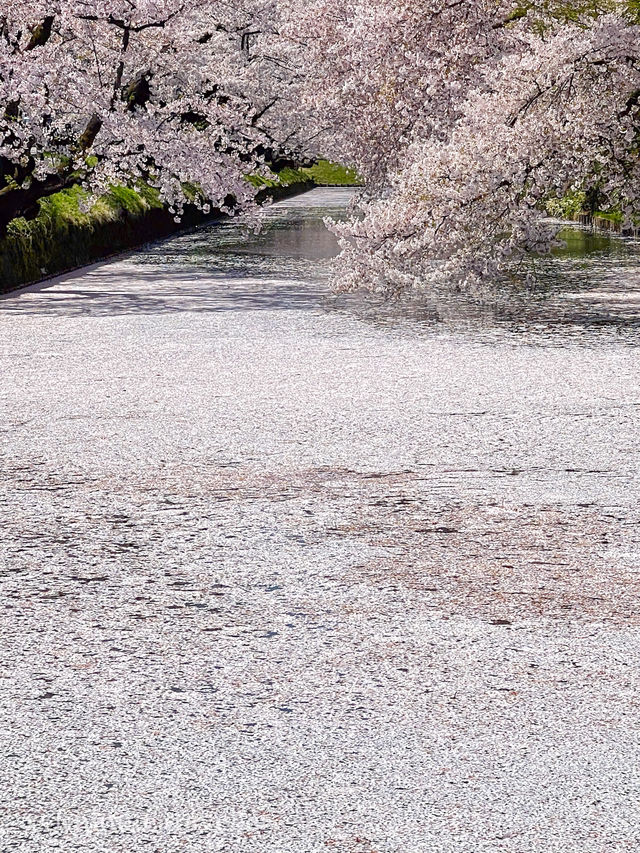 圧巻の桜絶景が盛りだくさん！弘前公園